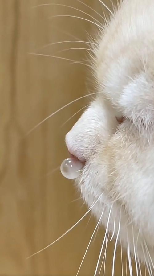 猫咪流眼泪流鼻涕,猫咪流眼泪流鼻涕流口水怎么回事-第6张图片-后鲨宠物 猫咪流眼泪流鼻涕,猫咪流眼泪流鼻涕流口水怎么回事-第6张图片-后鲨宠物