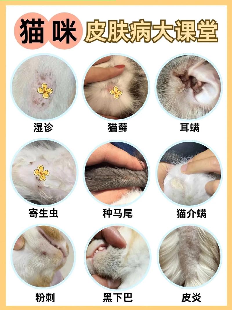 猫咪皮屑多是怎么回事，猫皮屑多是什么原因？-第6张图片-后鲨宠物