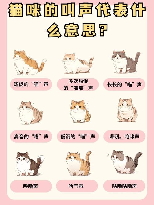 猫咪老叫是怎么回事_猫咪老叫是什么意思-第1张图片-后鲨宠物 猫咪老叫是怎么回事_猫咪老叫是什么意思-第1张图片-后鲨宠物