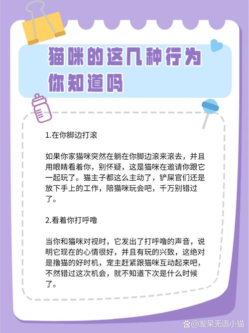 猫咪老叫是怎么回事_猫咪老叫是什么意思-第5张图片-后鲨宠物 猫咪老叫是怎么回事_猫咪老叫是什么意思-第5张图片-后鲨宠物