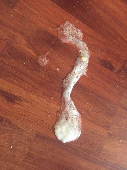 狗狗吃了泡沫怎么办_狗吃了一小块泡沫-第6张图片-后鲨宠物 狗狗吃了泡沫怎么办_狗吃了一小块泡沫-第6张图片-后鲨宠物