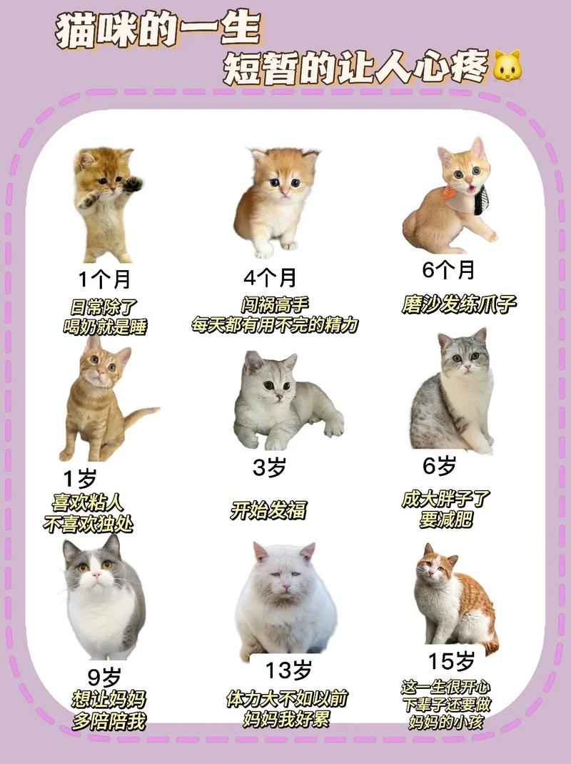 猫咪怀孕多少天_猫咪怀孕多少天有胎动-第1张图片-后鲨宠物 猫咪怀孕多少天_猫咪怀孕多少天有胎动-第1张图片-后鲨宠物