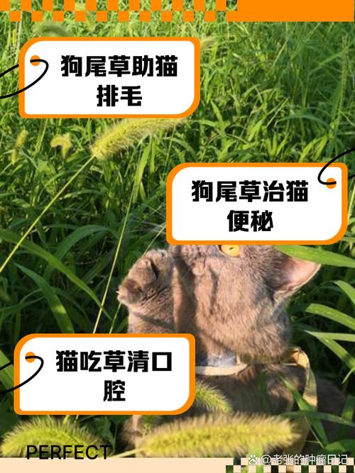 猫咪为什么吃草_猫咪为什么吃草会流眼泪-第2张图片-后鲨宠物 猫咪为什么吃草_猫咪为什么吃草会流眼泪-第2张图片-后鲨宠物