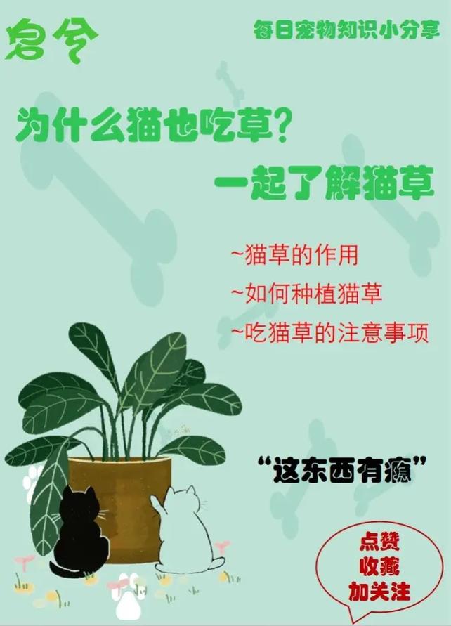 猫咪为什么吃草_猫咪为什么吃草会流眼泪-第3张图片-后鲨宠物 猫咪为什么吃草_猫咪为什么吃草会流眼泪-第3张图片-后鲨宠物