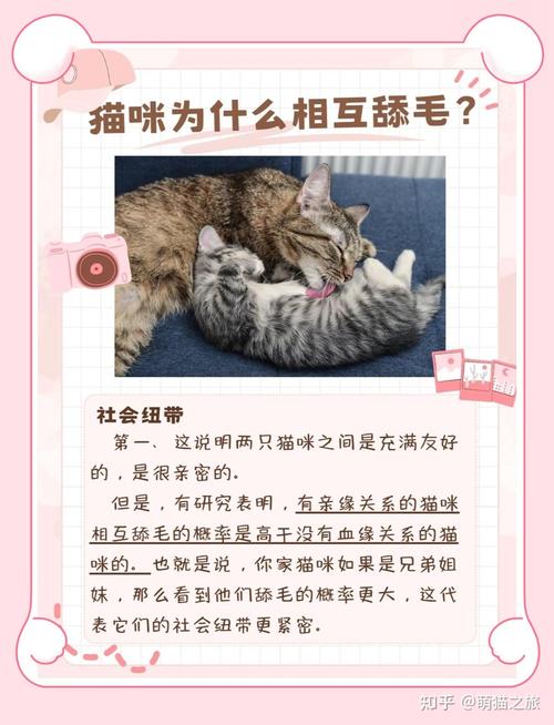 猫猫互相舔毛,猫之间互相舔毛是-第2张图片-后鲨宠物 猫猫互相舔毛,猫之间互相舔毛是-第2张图片-后鲨宠物