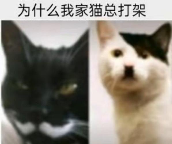 猫猫互相舔毛,猫之间互相舔毛是-第4张图片-后鲨宠物 猫猫互相舔毛,猫之间互相舔毛是-第4张图片-后鲨宠物