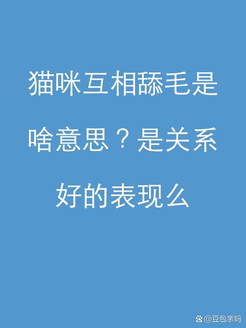 猫猫互相舔毛,猫之间互相舔毛是-第6张图片-后鲨宠物 猫猫互相舔毛,猫之间互相舔毛是-第6张图片-后鲨宠物