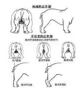 怎么看狗狗公母,如何看出狗的公母-第2张图片-后鲨宠物 怎么看狗狗公母,如何看出狗的公母-第2张图片-后鲨宠物