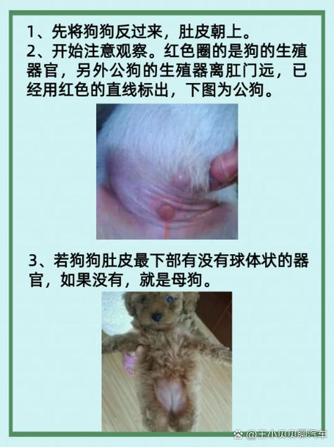 怎么看狗狗公母,如何看出狗的公母-第3张图片-后鲨宠物 怎么看狗狗公母,如何看出狗的公母-第3张图片-后鲨宠物