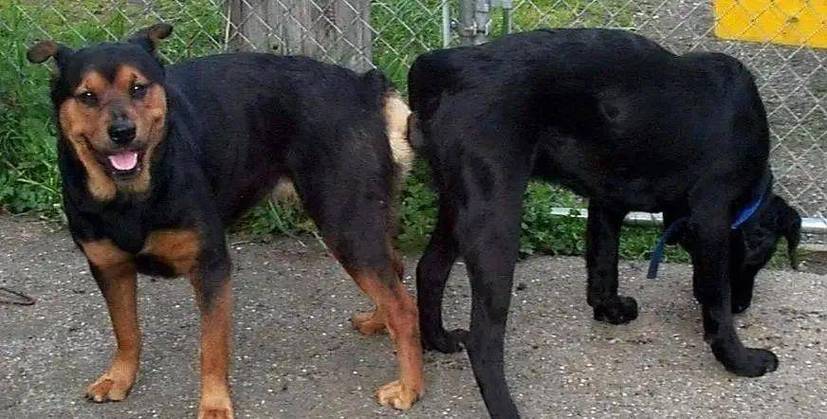 怎么看狗狗公母,如何看出狗的公母-第4张图片-后鲨宠物 怎么看狗狗公母,如何看出狗的公母-第4张图片-后鲨宠物