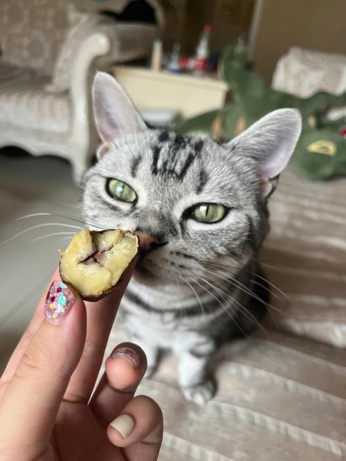 猫咪能吃板栗么,猫咪可以吃板栗不-第1张图片-后鲨宠物 猫咪能吃板栗么,猫咪可以吃板栗不-第1张图片-后鲨宠物
