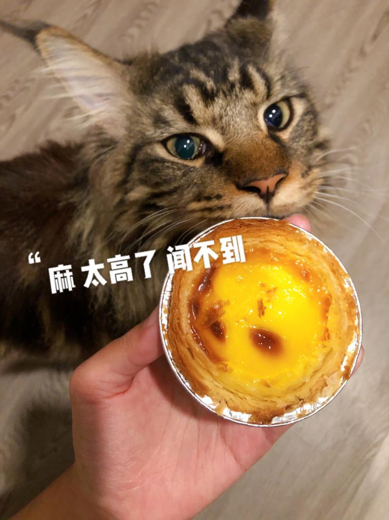 猫咪可以吃蛋挞吗,猫可以吃蛋挞心吗?-第2张图片-后鲨宠物 猫咪可以吃蛋挞吗,猫可以吃蛋挞心吗?-第2张图片-后鲨宠物