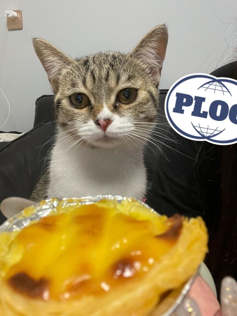 猫咪可以吃蛋挞吗,猫可以吃蛋挞心吗?-第3张图片-后鲨宠物 猫咪可以吃蛋挞吗,猫可以吃蛋挞心吗?-第3张图片-后鲨宠物