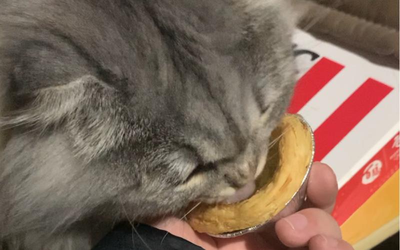 猫咪可以吃蛋挞吗,猫可以吃蛋挞心吗?-第5张图片-后鲨宠物 猫咪可以吃蛋挞吗,猫可以吃蛋挞心吗?-第5张图片-后鲨宠物