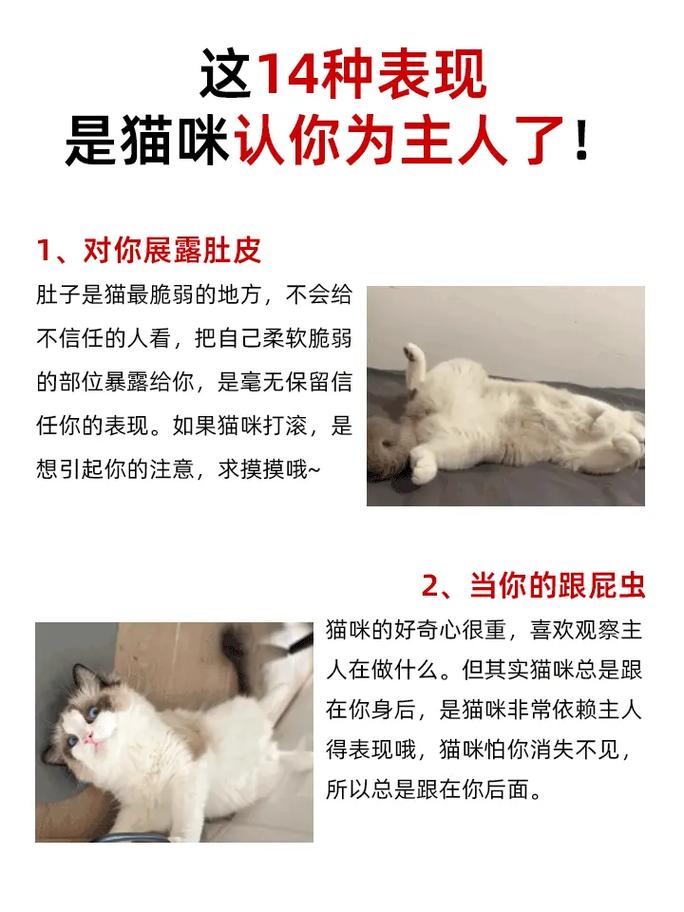 猫咪对主人会有感情吗_猫咪对主人会有感情吗猫的诡异禁忌-第3张图片-后鲨宠物 猫咪对主人会有感情吗_猫咪对主人会有感情吗猫的诡异禁忌-第3张图片-后鲨宠物