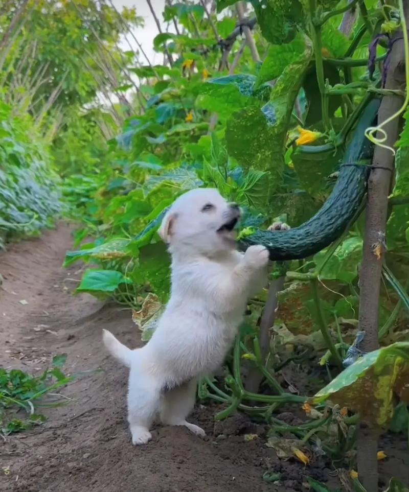 狗狗吃黄瓜的好处，狗狗吃黄瓜的好处和坏处？-第5张图片-后鲨宠物