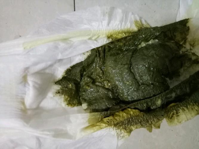 狗狗拉屎绿色怎么回事_狗狗拉屎绿色怎么回事儿-第4张图片-后鲨宠物 狗狗拉屎绿色怎么回事_狗狗拉屎绿色怎么回事儿-第4张图片-后鲨宠物