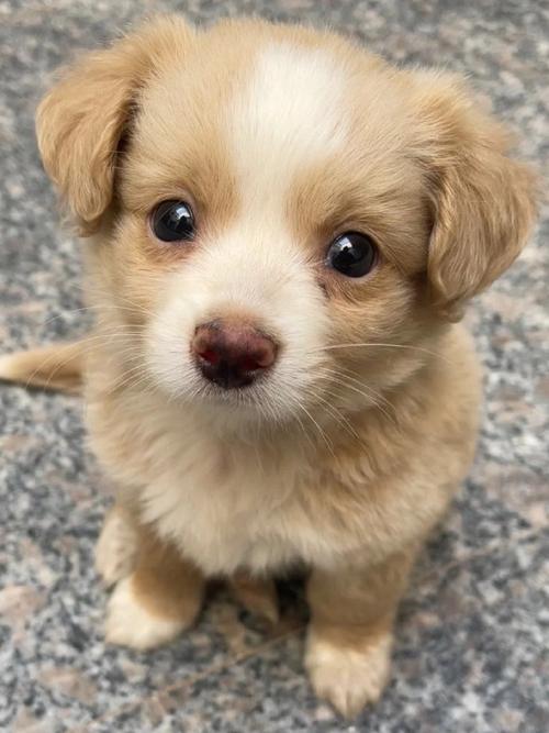 什么眼型是狗狗眼_什么眼型是狗狗眼型图片-第6张图片-后鲨宠物 什么眼型是狗狗眼_什么眼型是狗狗眼型图片-第6张图片-后鲨宠物