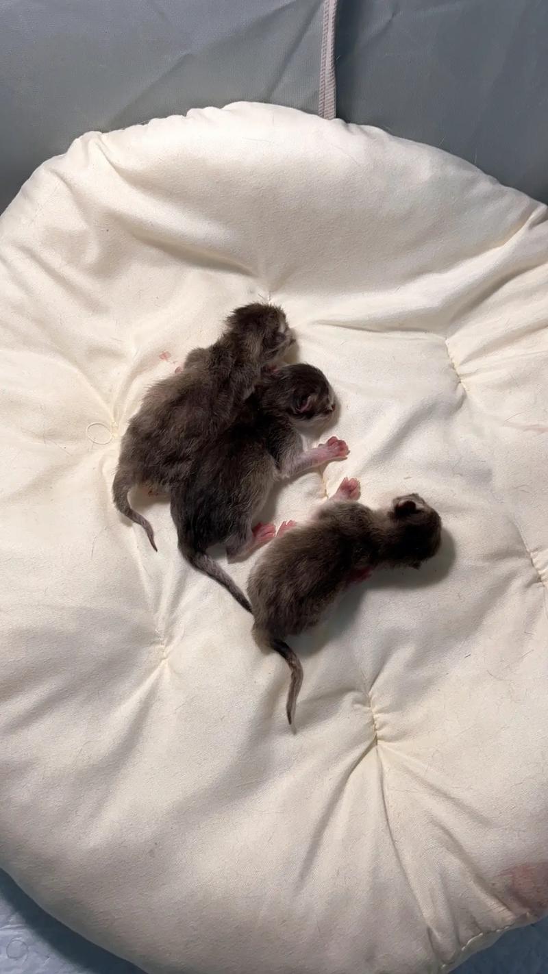 猫咪几个月生小猫_猫咪几个月生小猫,这些主人要注意哦,快来了解一下吧-第3张图片-后鲨宠物 猫咪几个月生小猫_猫咪几个月生小猫,这些主人要注意哦,快来了解一下吧-第3张图片-后鲨宠物