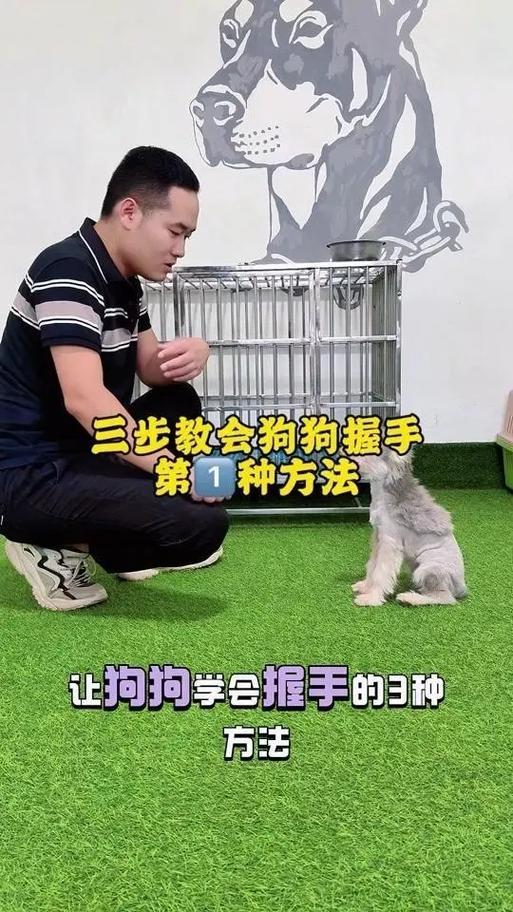 怎么让狗狗坐下_怎么让狗狗坐下趴下-第6张图片-后鲨宠物 怎么让狗狗坐下_怎么让狗狗坐下趴下-第6张图片-后鲨宠物