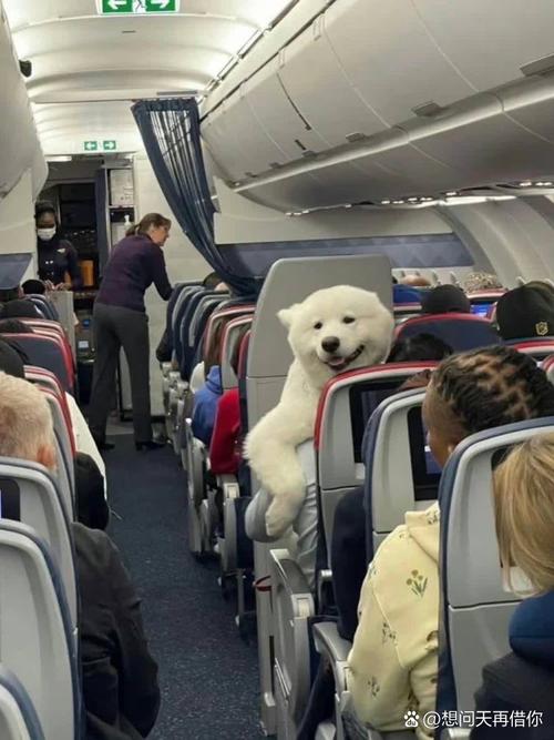 坐飞机狗狗可以托运吗,坐飞机可以给狗办理托运吗?-第2张图片-后鲨宠物 坐飞机狗狗可以托运吗,坐飞机可以给狗办理托运吗?-第2张图片-后鲨宠物