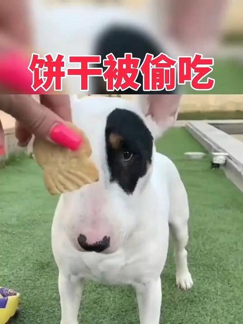 狗狗能吃饼干吗_狗狗能吃饼干吗 泰迪-第3张图片-后鲨宠物 狗狗能吃饼干吗_狗狗能吃饼干吗 泰迪-第3张图片-后鲨宠物