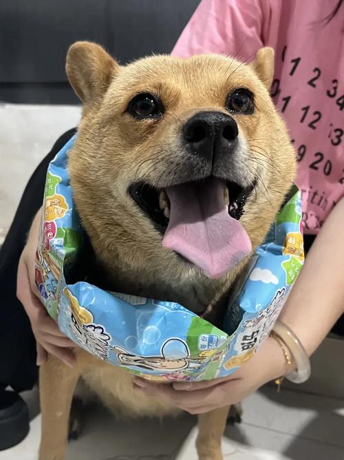 狗狗能吃饼干吗_狗狗能吃饼干吗 泰迪-第4张图片-后鲨宠物 狗狗能吃饼干吗_狗狗能吃饼干吗 泰迪-第4张图片-后鲨宠物