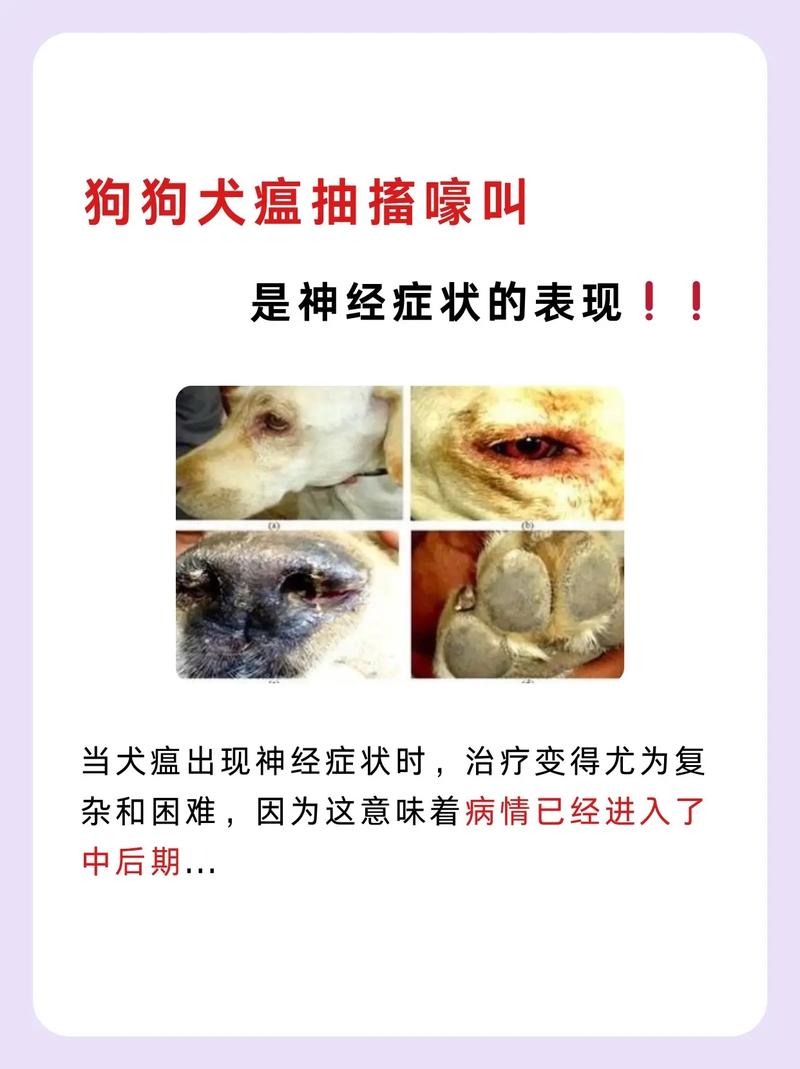 狗狗得犬瘟的原因_狗狗为啥得犬瘟-第1张图片-后鲨宠物