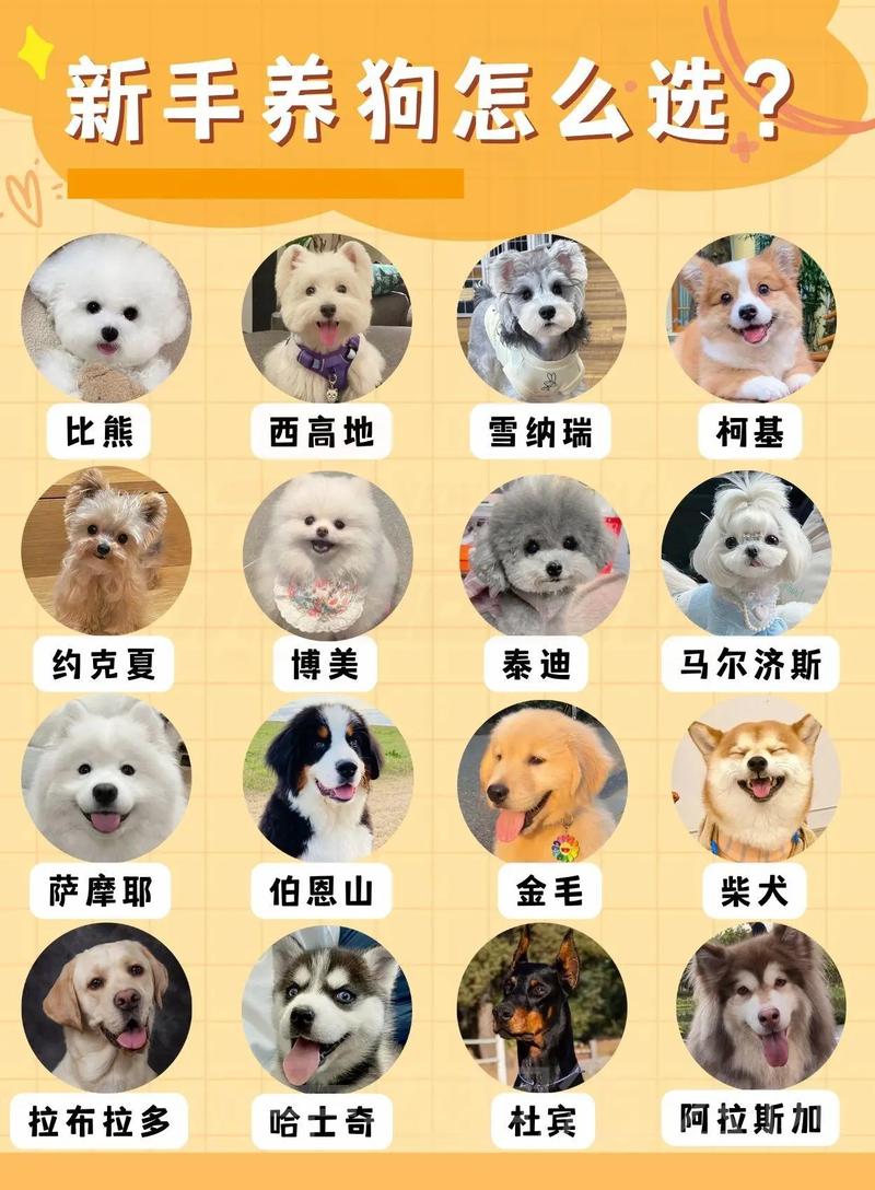 怎样分辨狗狗的品种,怎么辨别狗的品种?-第4张图片-后鲨宠物 怎样分辨狗狗的品种,怎么辨别狗的品种?-第4张图片-后鲨宠物