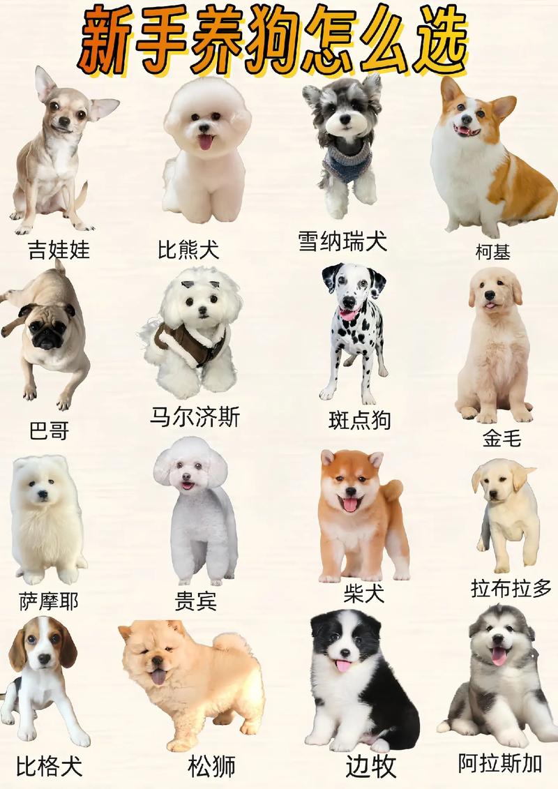 怎样分辨狗狗的品种,怎么辨别狗的品种?-第5张图片-后鲨宠物 怎样分辨狗狗的品种,怎么辨别狗的品种?-第5张图片-后鲨宠物