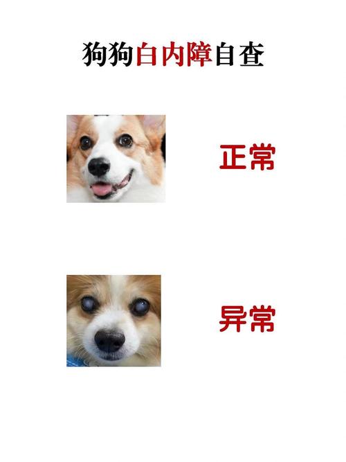 狗狗白内障症状，狗狗白内障症状几岁发作？-第2张图片-后鲨宠物