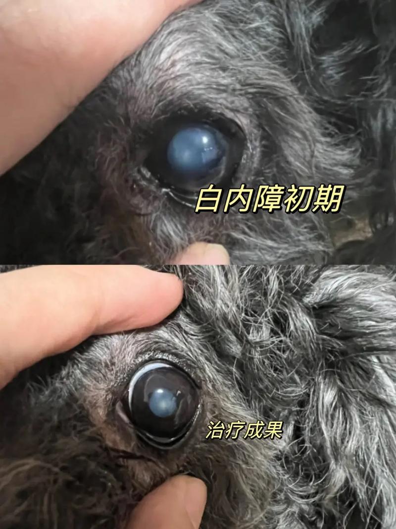 狗狗白内障症状，狗狗白内障症状几岁发作？-第3张图片-后鲨宠物
