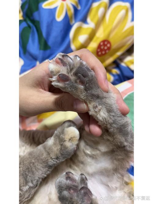 猫咪有几个脚趾,猫一共几个脚趾?-第1张图片-后鲨宠物 猫咪有几个脚趾,猫一共几个脚趾?-第1张图片-后鲨宠物