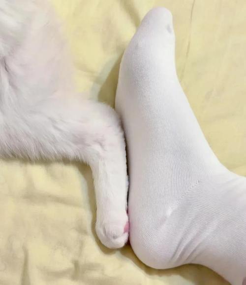 猫咪有几个脚趾,猫一共几个脚趾?-第3张图片-后鲨宠物 猫咪有几个脚趾,猫一共几个脚趾?-第3张图片-后鲨宠物