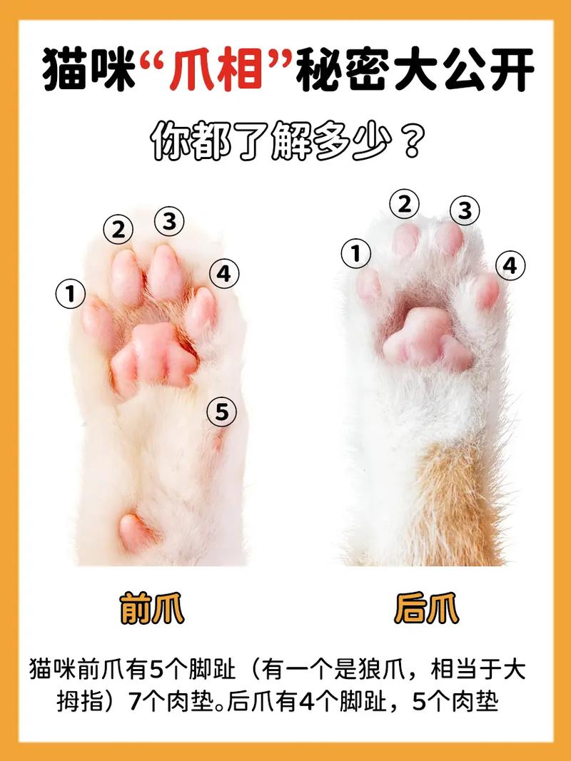猫咪有几个脚趾,猫一共几个脚趾?-第6张图片-后鲨宠物 猫咪有几个脚趾,猫一共几个脚趾?-第6张图片-后鲨宠物