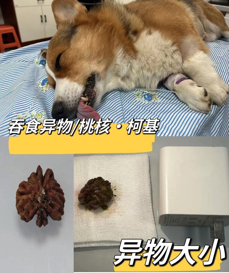 狗狗吃苹果核了怎么办_狗吃了苹果果核会咋样-第1张图片-后鲨宠物 狗狗吃苹果核了怎么办_狗吃了苹果果核会咋样-第1张图片-后鲨宠物