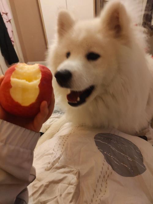 狗狗吃苹果核了怎么办_狗吃了苹果果核会咋样-第2张图片-后鲨宠物 狗狗吃苹果核了怎么办_狗吃了苹果果核会咋样-第2张图片-后鲨宠物