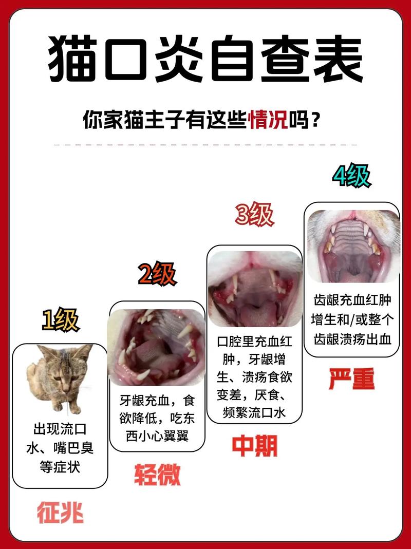 猫咪口炎怎么治疗,猫咪口炎怎么治疗方法?-第2张图片-后鲨宠物 猫咪口炎怎么治疗,猫咪口炎怎么治疗方法?-第2张图片-后鲨宠物