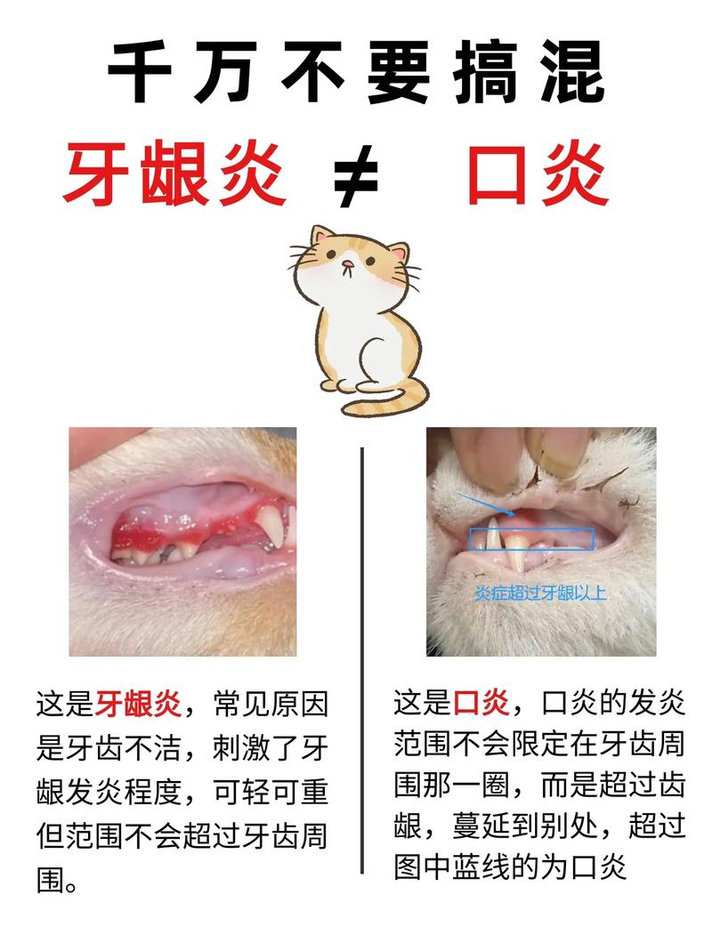 猫咪口炎怎么治疗,猫咪口炎怎么治疗方法?-第4张图片-后鲨宠物 猫咪口炎怎么治疗,猫咪口炎怎么治疗方法?-第4张图片-后鲨宠物