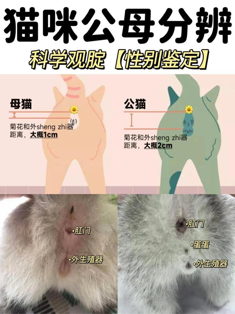猫咪快生了有啥反应,猫猫快生的时候有什么表现?-第1张图片-后鲨宠物 猫咪快生了有啥反应,猫猫快生的时候有什么表现?-第1张图片-后鲨宠物