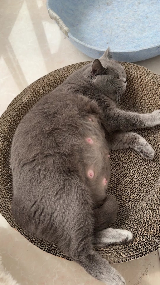 猫咪快生了有啥反应,猫猫快生的时候有什么表现?-第5张图片-后鲨宠物 猫咪快生了有啥反应,猫猫快生的时候有什么表现?-第5张图片-后鲨宠物