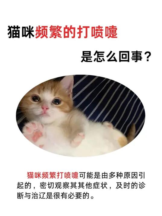 猫咪为什么打喷嚏,猫咪为什么打喷嚏??-第5张图片-后鲨宠物 猫咪为什么打喷嚏,猫咪为什么打喷嚏??-第5张图片-后鲨宠物
