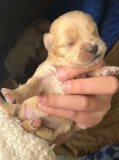 狗狗几天睁眼睛,小狗几天睁眼睛几天会走-第3张图片-后鲨宠物 狗狗几天睁眼睛,小狗几天睁眼睛几天会走-第3张图片-后鲨宠物