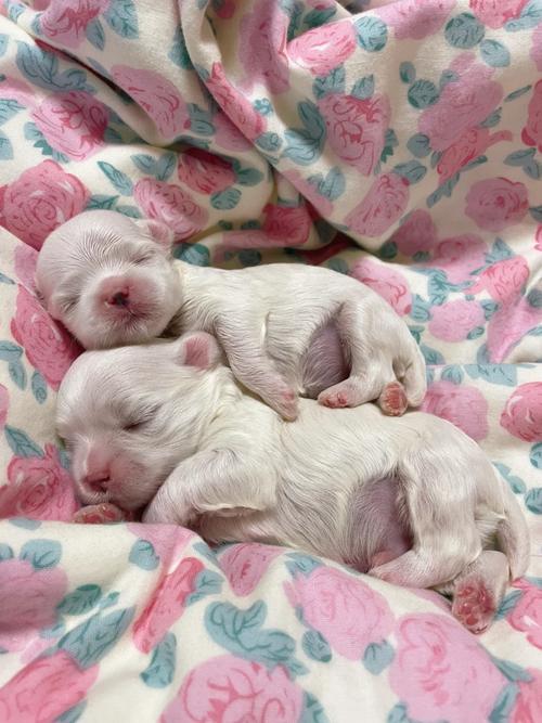 狗狗几天睁眼睛,小狗几天睁眼睛几天会走-第4张图片-后鲨宠物 狗狗几天睁眼睛,小狗几天睁眼睛几天会走-第4张图片-后鲨宠物