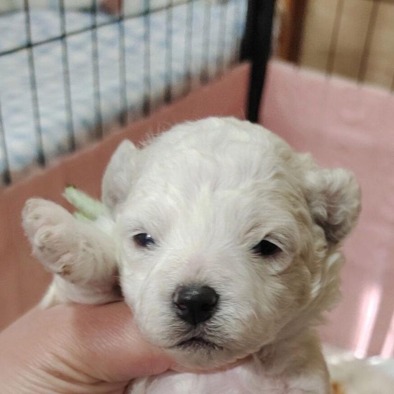 狗狗几天睁眼睛,小狗几天睁眼睛几天会走-第5张图片-后鲨宠物 狗狗几天睁眼睛,小狗几天睁眼睛几天会走-第5张图片-后鲨宠物