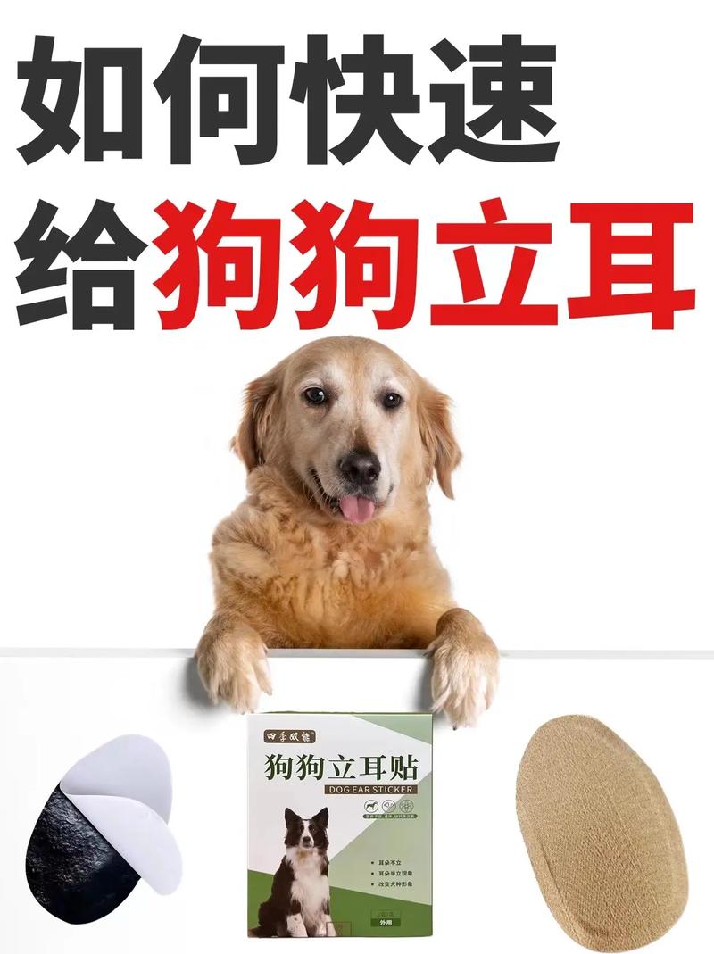 怎么给狗狗立耳,怎么给狗狗立耳视频-第1张图片-后鲨宠物 怎么给狗狗立耳,怎么给狗狗立耳视频-第1张图片-后鲨宠物