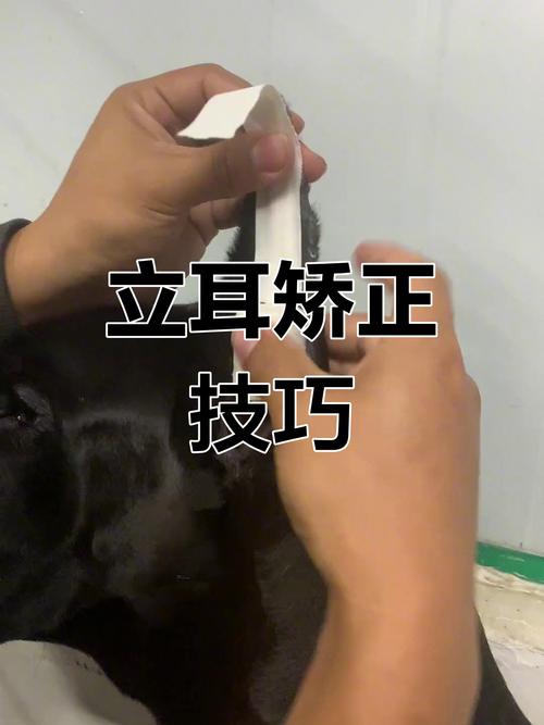 怎么给狗狗立耳,怎么给狗狗立耳视频-第2张图片-后鲨宠物 怎么给狗狗立耳,怎么给狗狗立耳视频-第2张图片-后鲨宠物