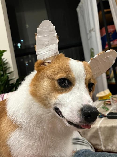 怎么给狗狗立耳,怎么给狗狗立耳视频-第3张图片-后鲨宠物 怎么给狗狗立耳,怎么给狗狗立耳视频-第3张图片-后鲨宠物