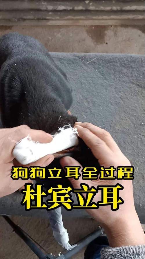 怎么给狗狗立耳,怎么给狗狗立耳视频-第5张图片-后鲨宠物 怎么给狗狗立耳,怎么给狗狗立耳视频-第5张图片-后鲨宠物