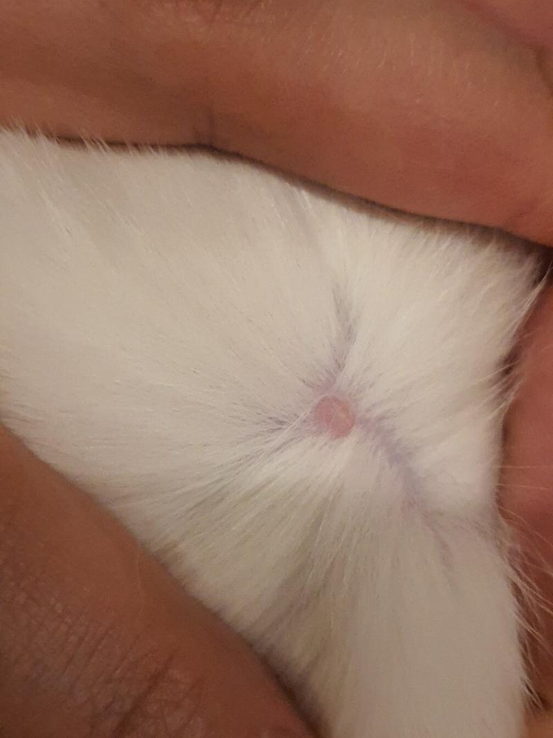 猫咪身上有个小血洞_猫咪身上有个小血洞见骨是什么样的-第1张图片-后鲨宠物 猫咪身上有个小血洞_猫咪身上有个小血洞见骨是什么样的-第1张图片-后鲨宠物